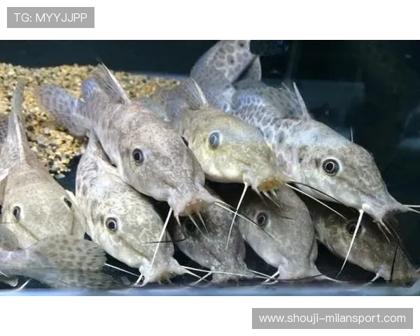 博鱼官网平台优惠政策最新更新详解让你轻松获取专属福利